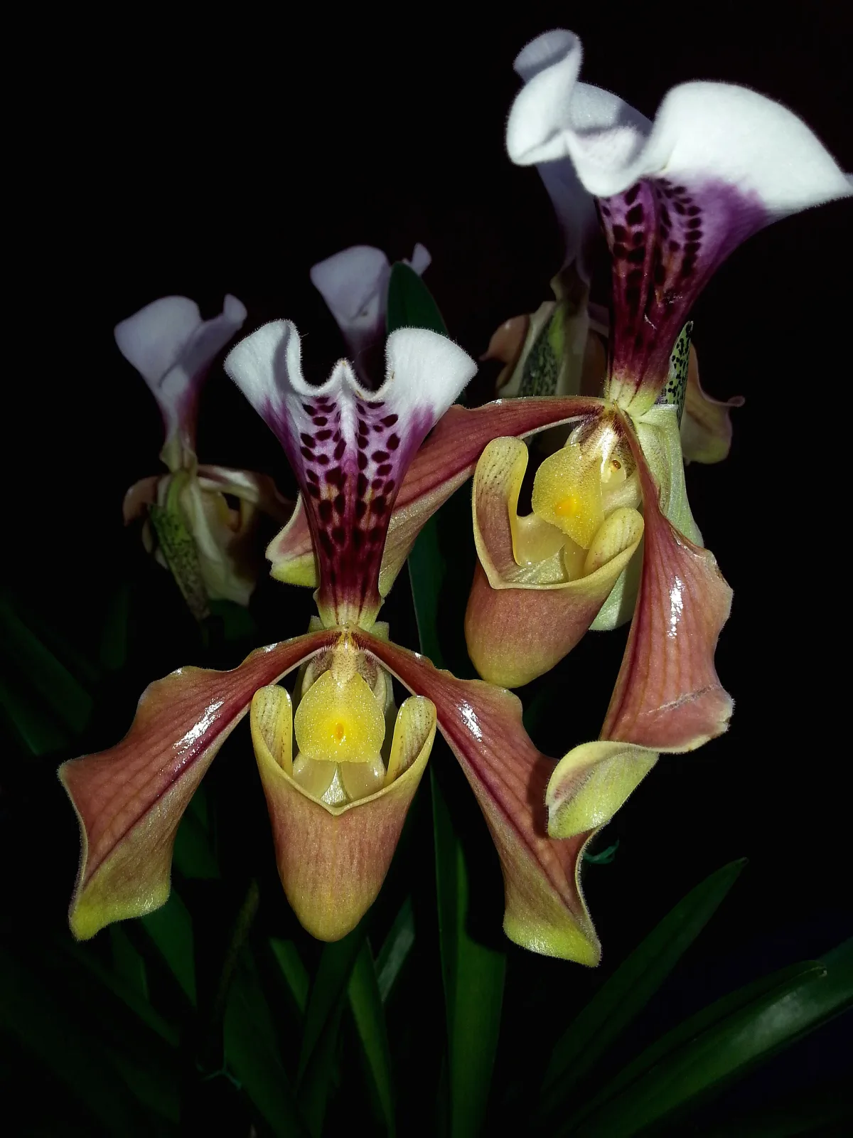 Paphiopedilum gratrixianum