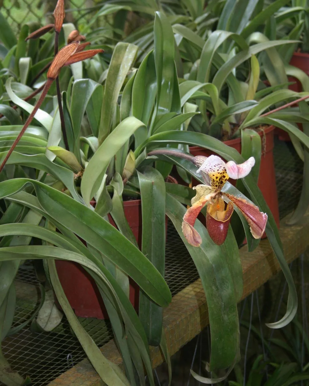 Paphiopedilum gratrixianum
