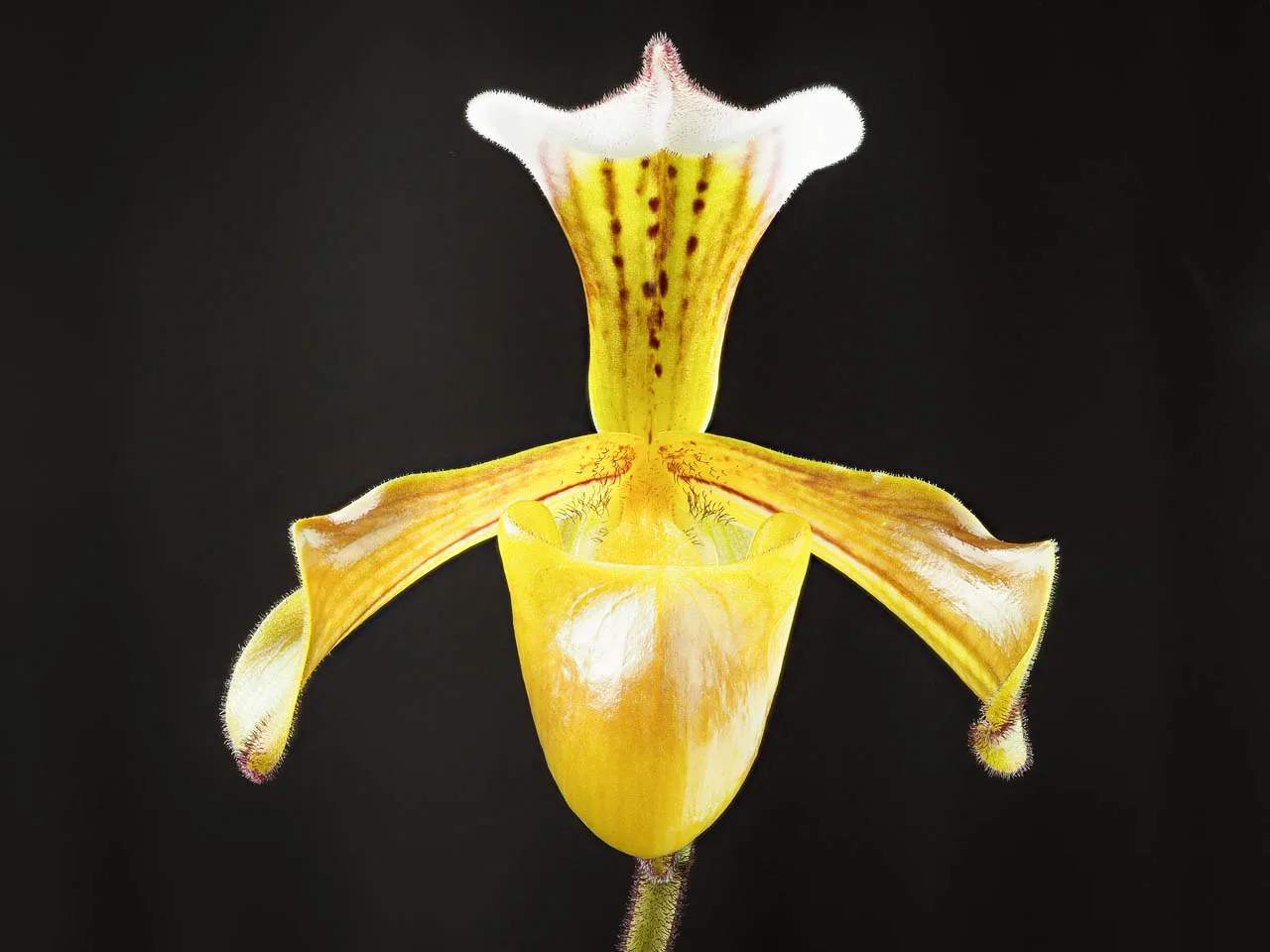Paphiopedilum gratrixianum