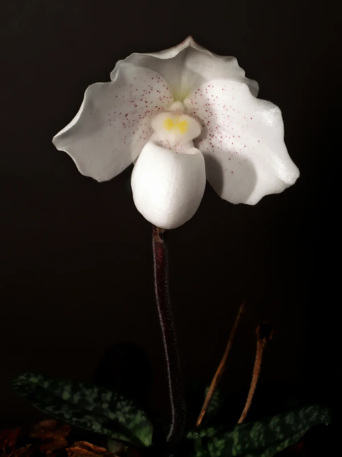 Paphiopedilum niveum
