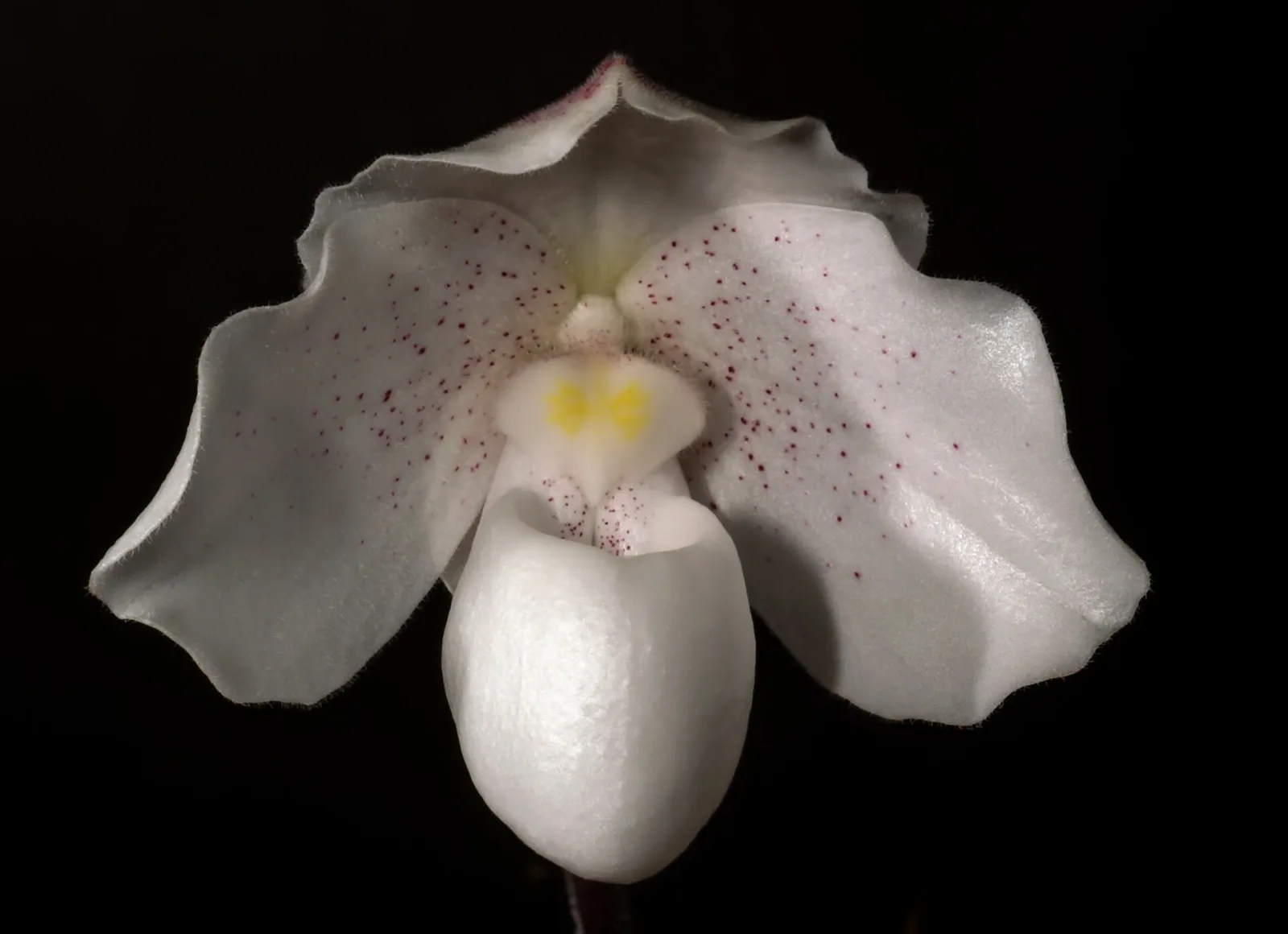 Paphiopedilum niveum