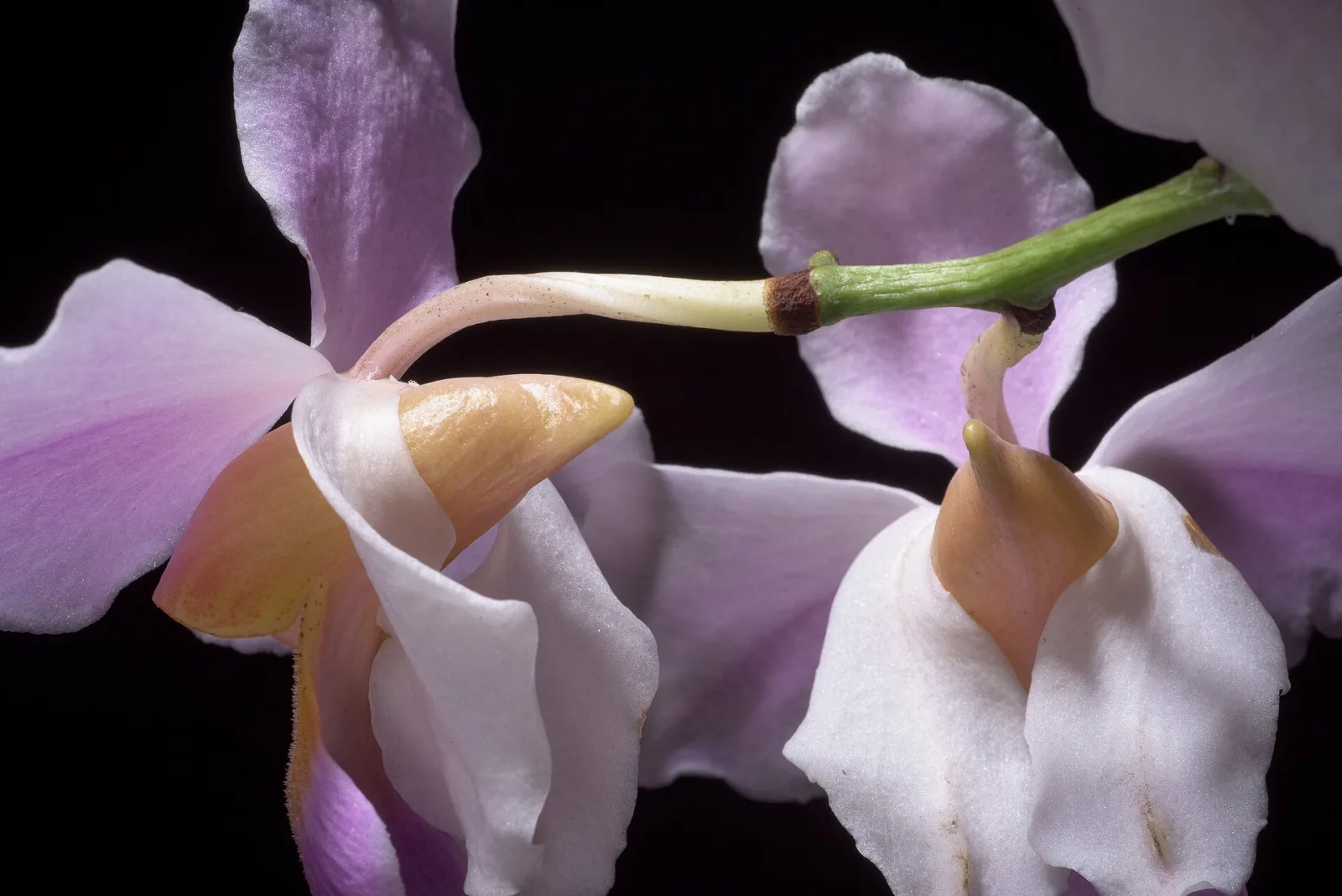 Papilionanthe teres