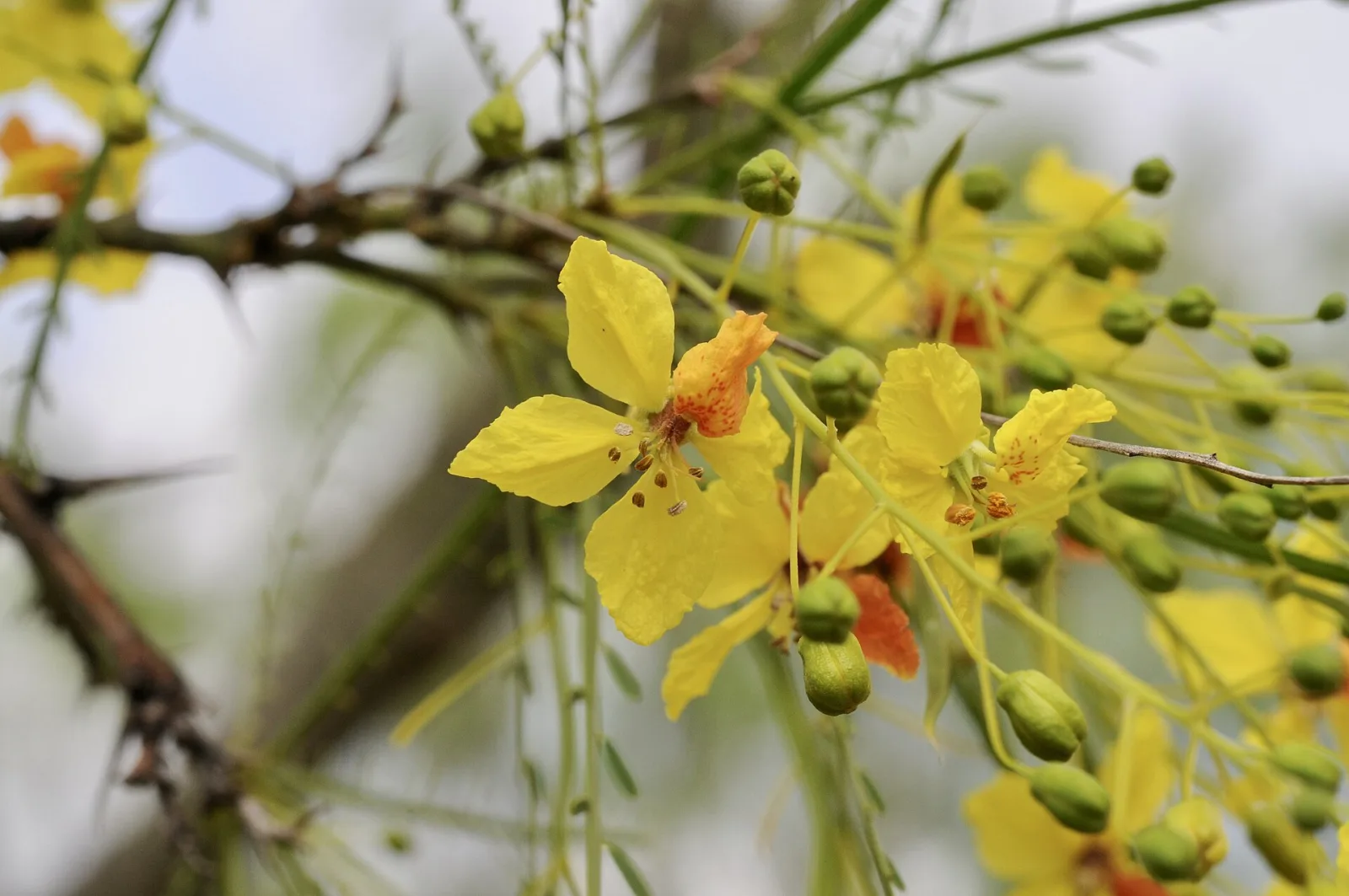 Parkinsonia aculeata