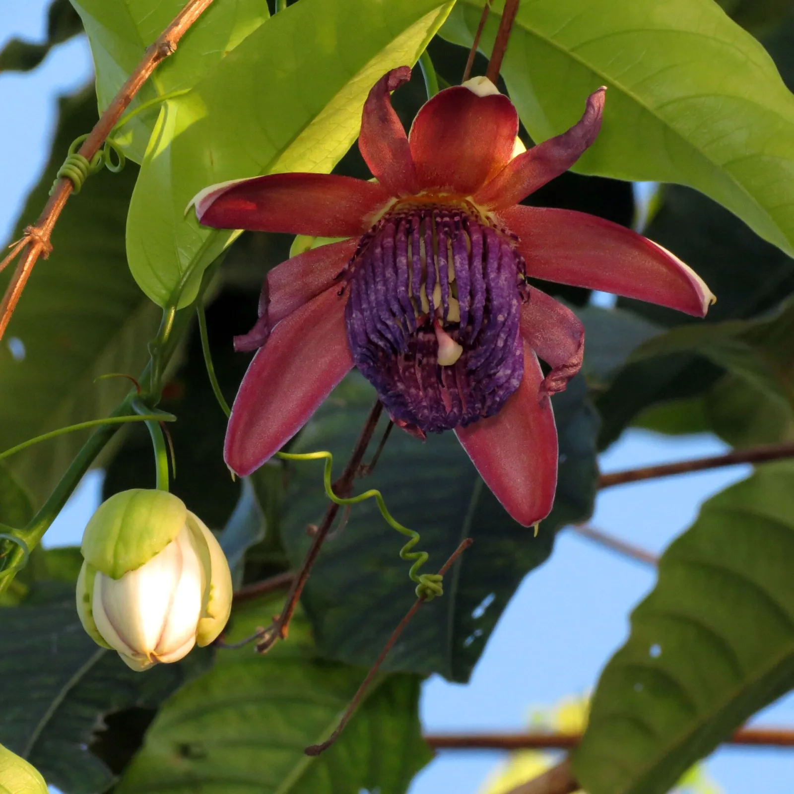 Passiflora ambigua