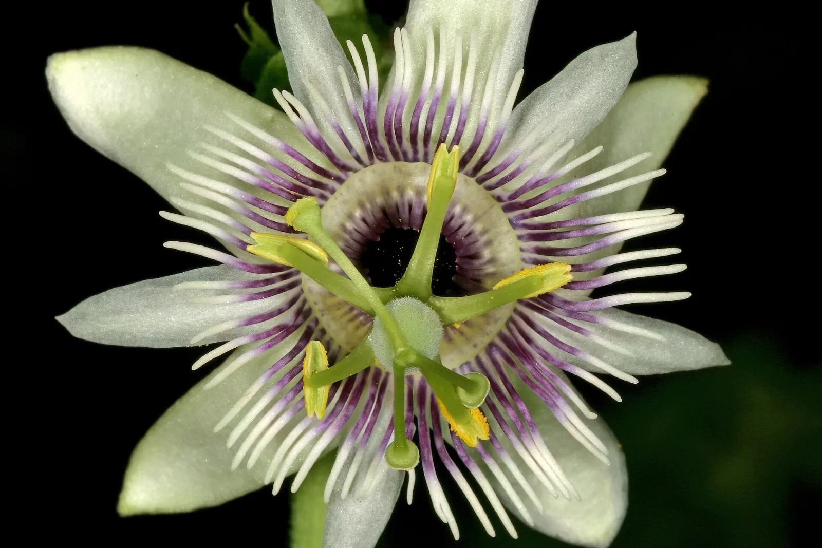 Passiflora edulis