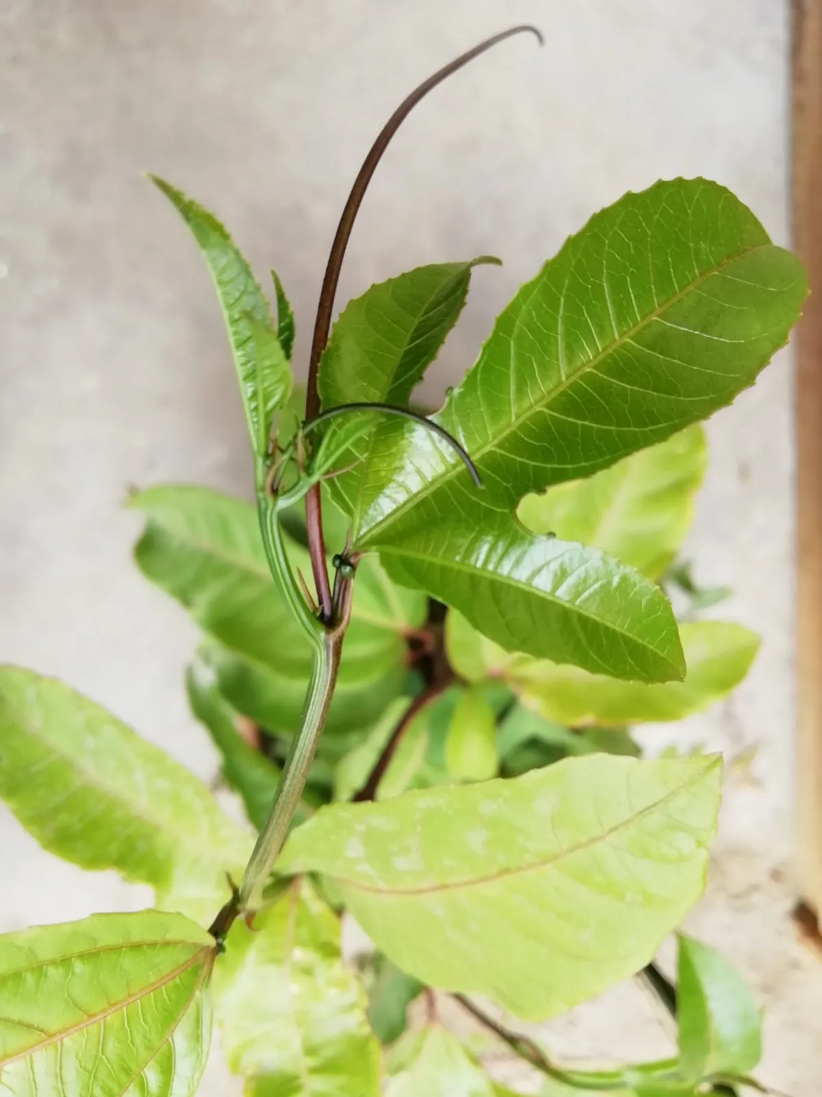 Passiflora edulis