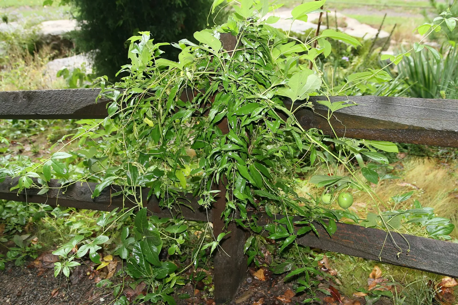 Passiflora incarnata