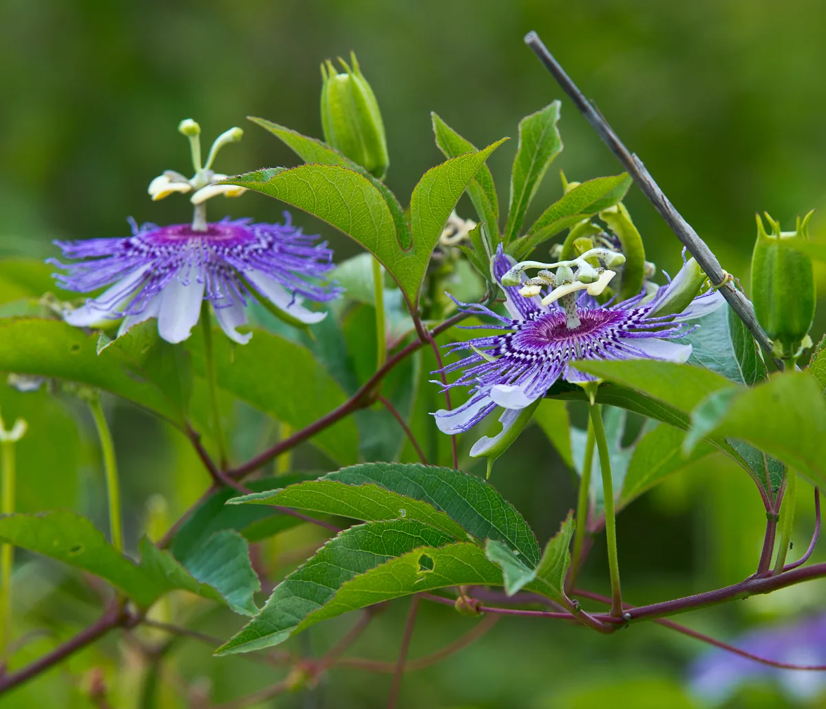 Passiflora incarnata
