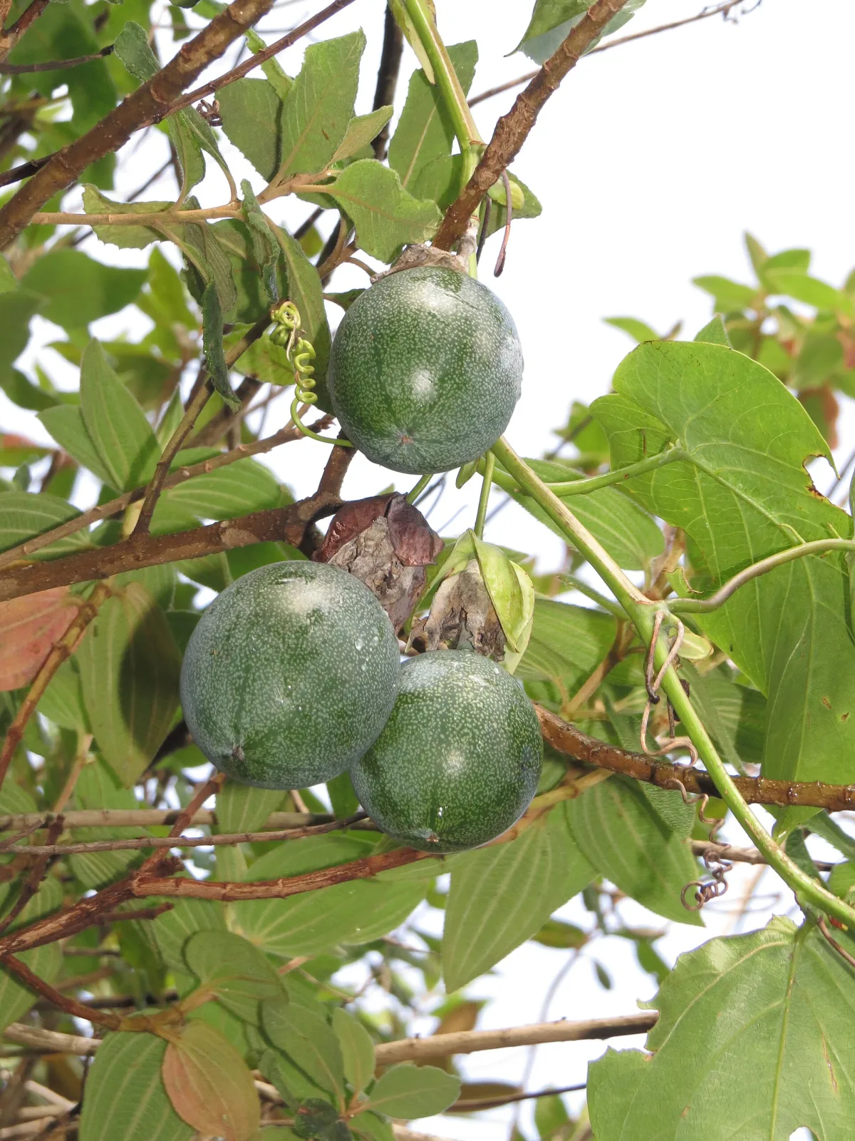 Passiflora ligularis