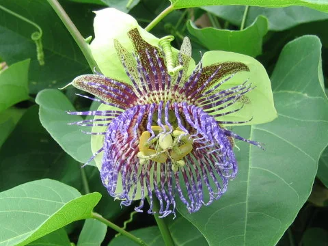 Passiflora maliformis