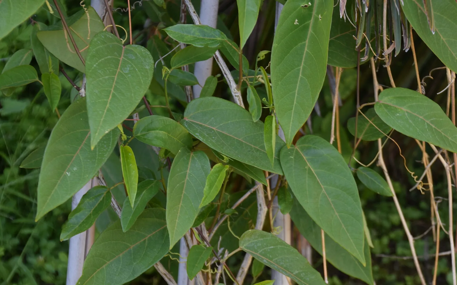 Passiflora maliformis