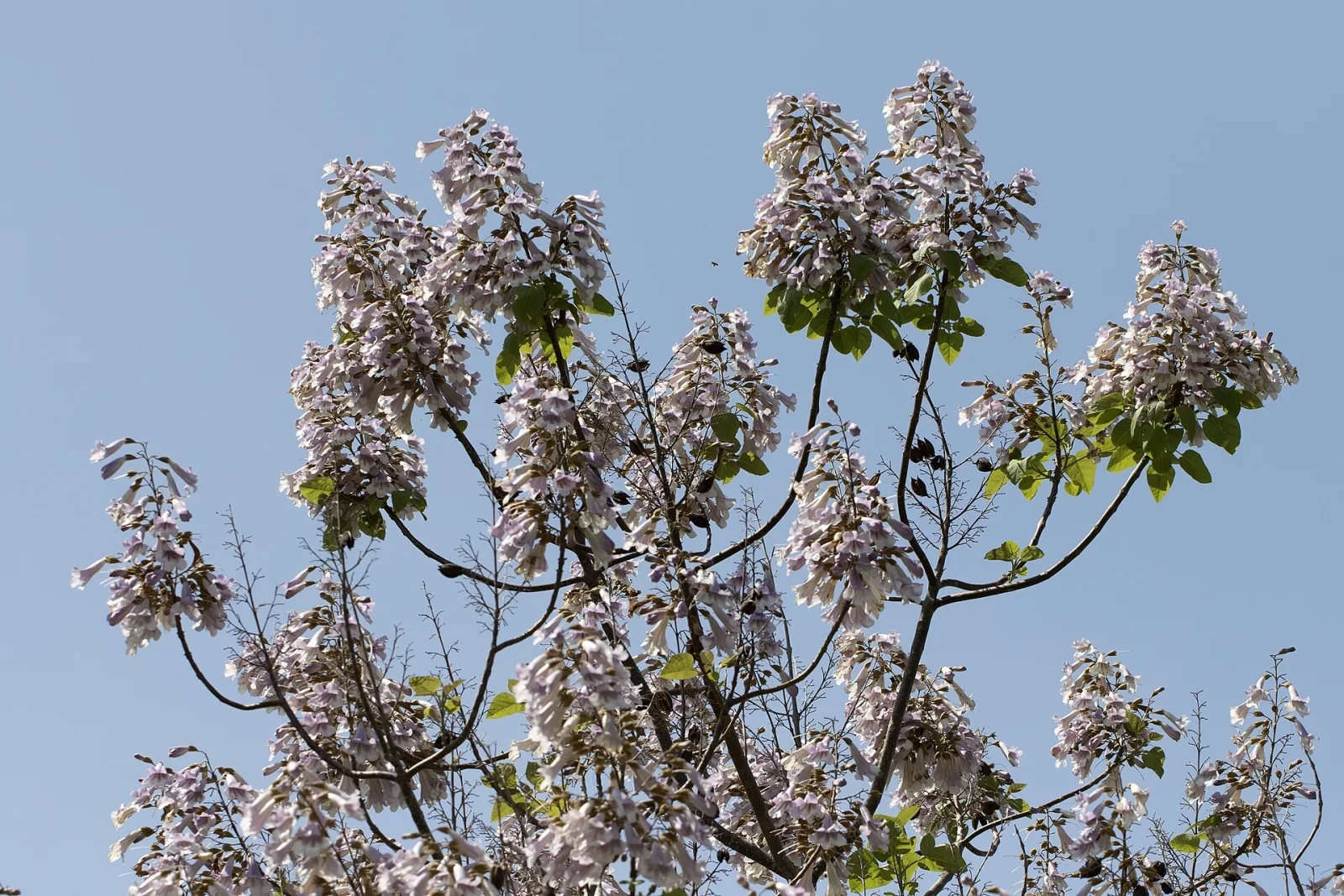 Paulownia tomentosa