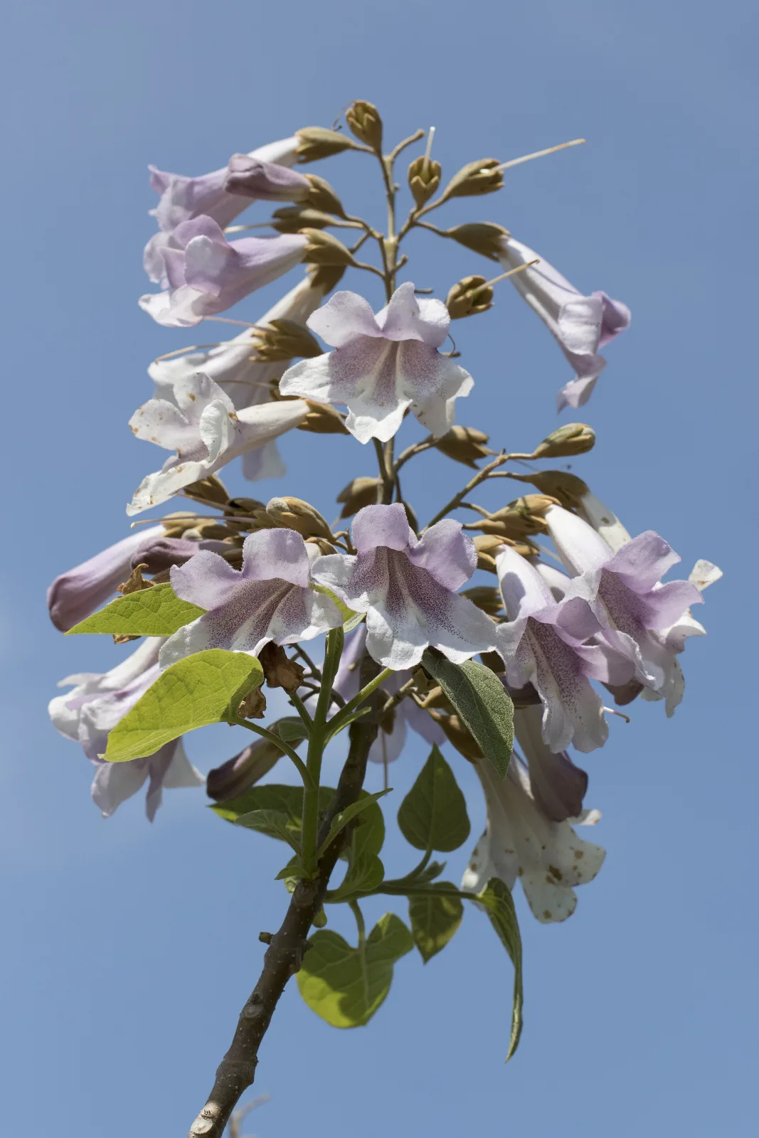 Paulownia tomentosa