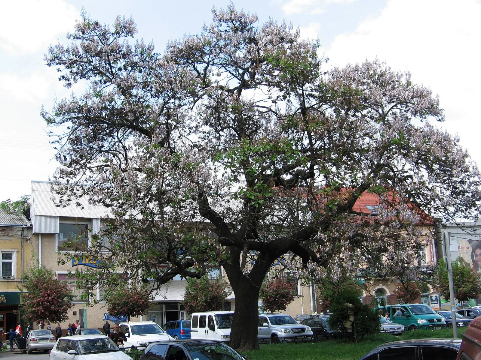 Paulownia tomentosa