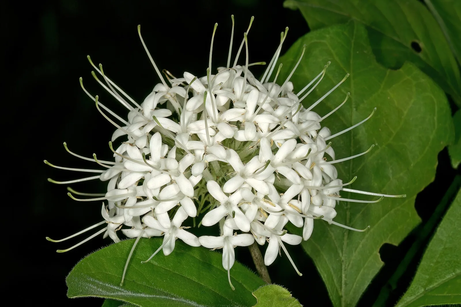 Pavetta cooperi