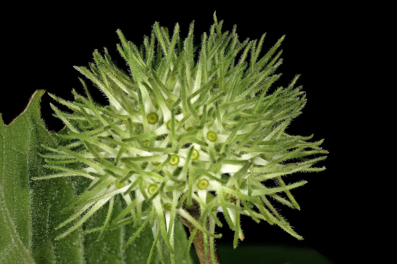 Pavetta cooperi