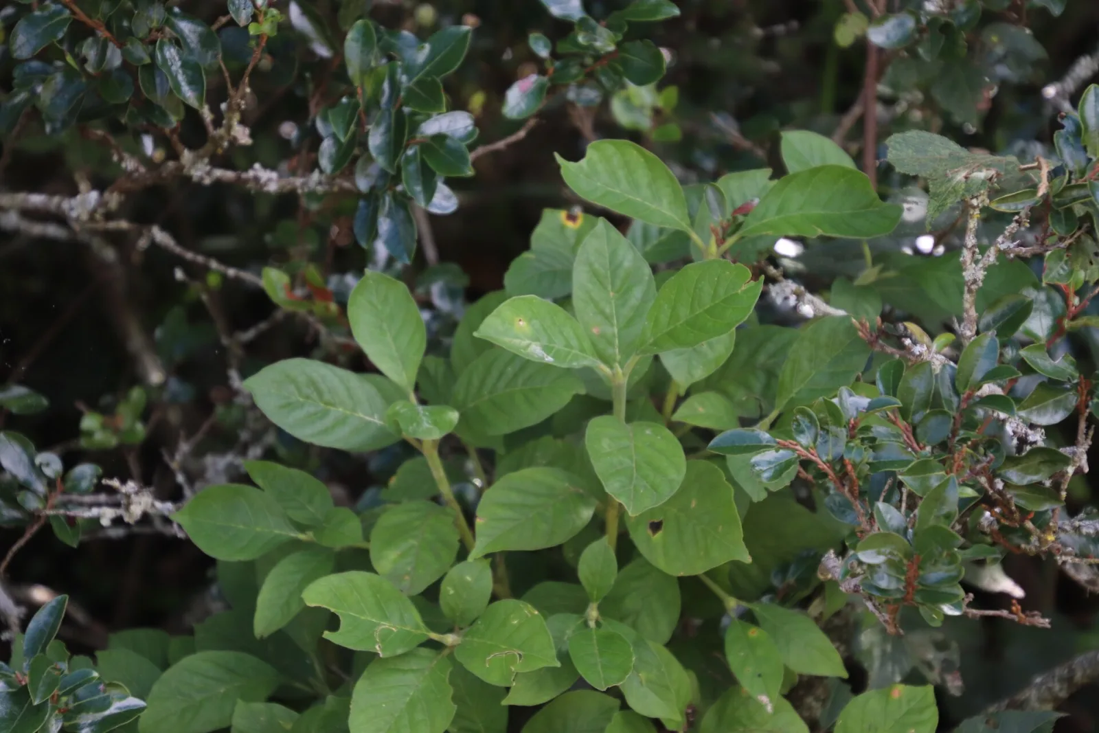 Pavetta cooperi