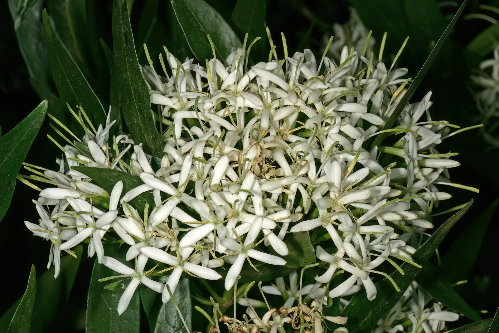 Pavetta lanceolata