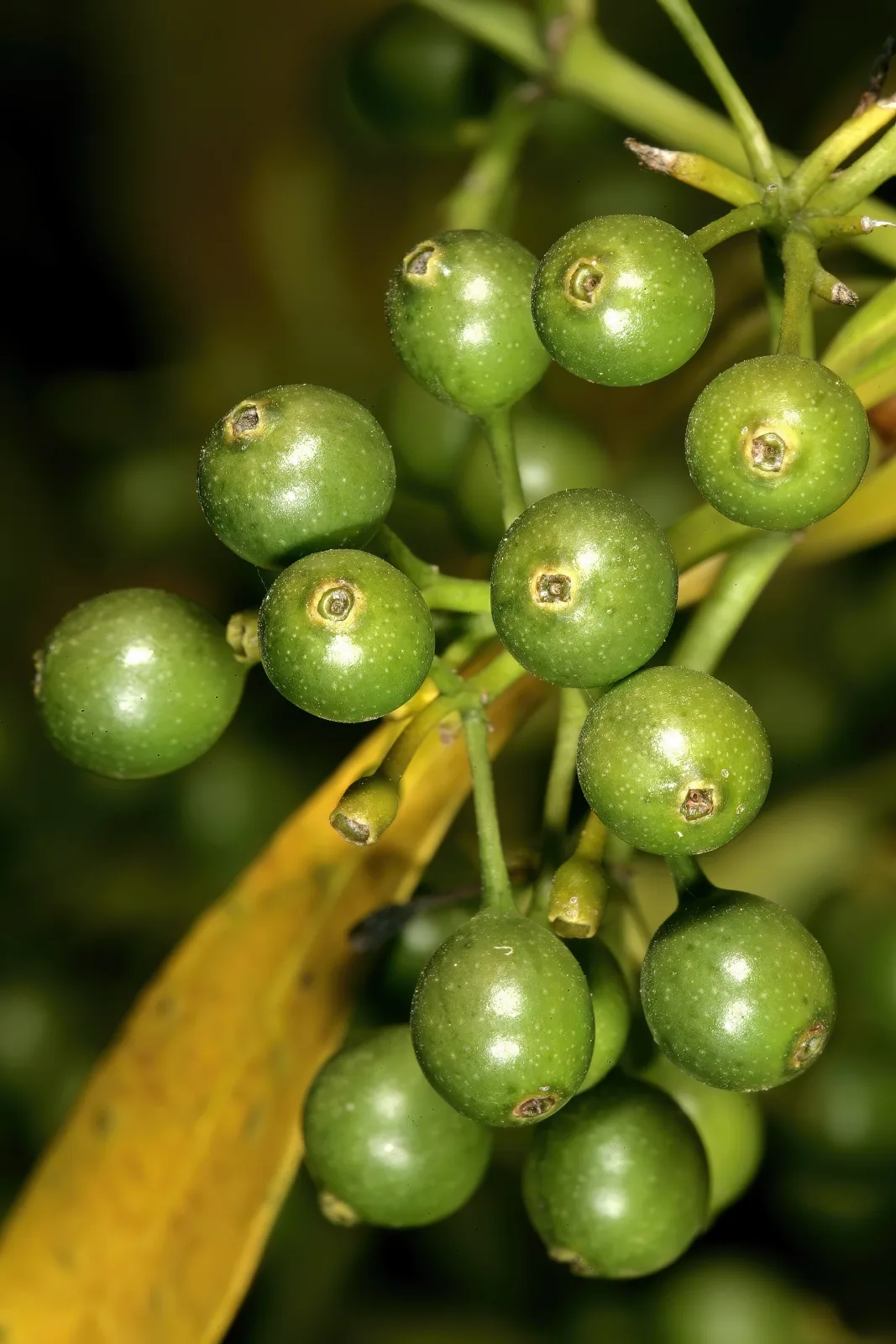 Pavetta lanceolata