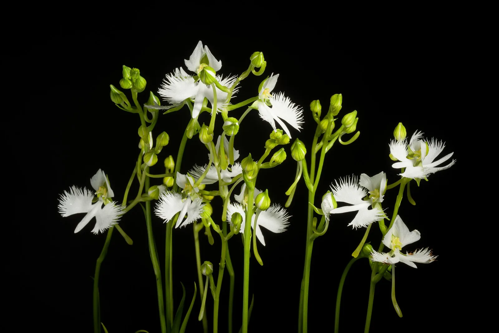 Pecteilis susannae