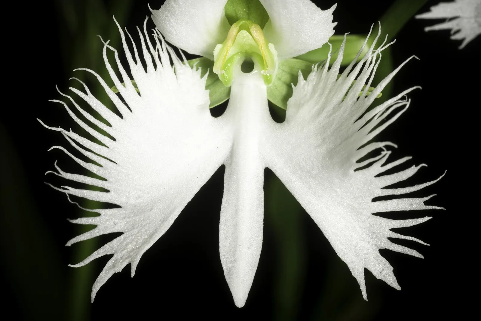 Pecteilis susannae