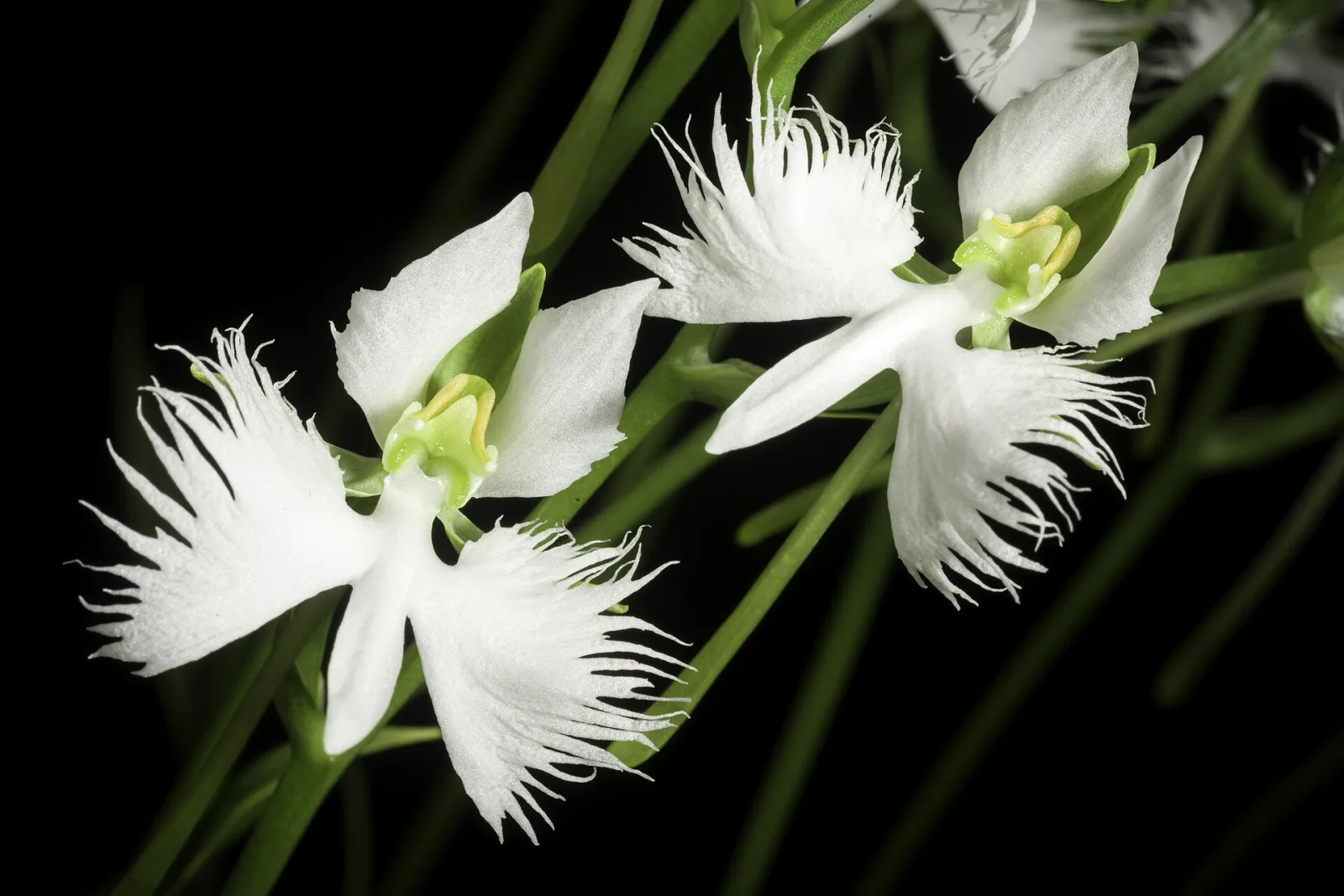 Pecteilis susannae