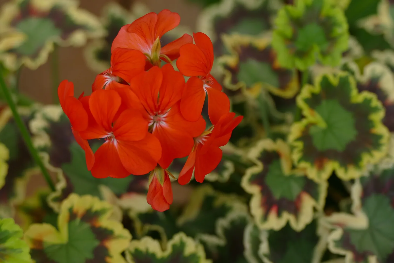 Pelargonium zonale