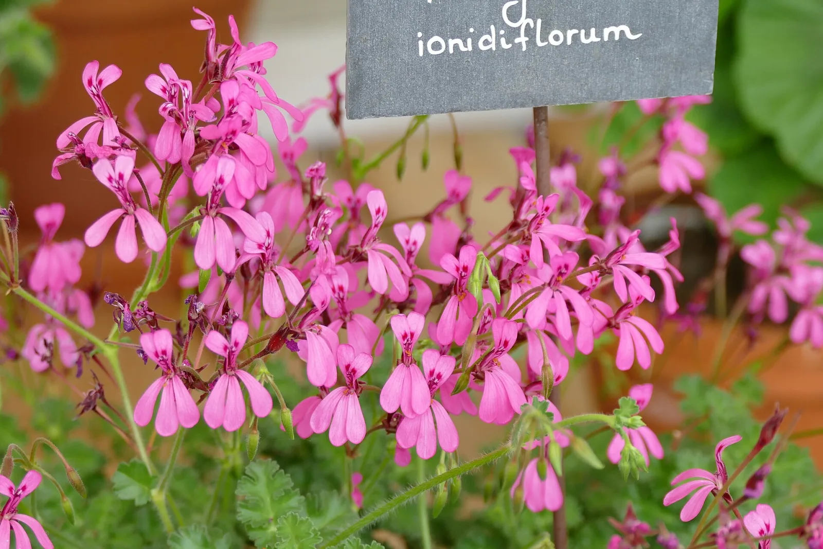 Pelargonium ionidiflorum