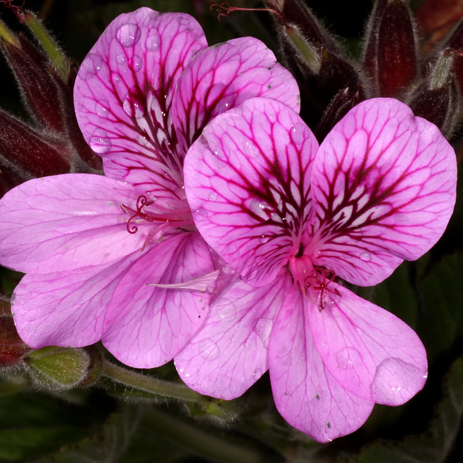 Pelargonium cucullatum