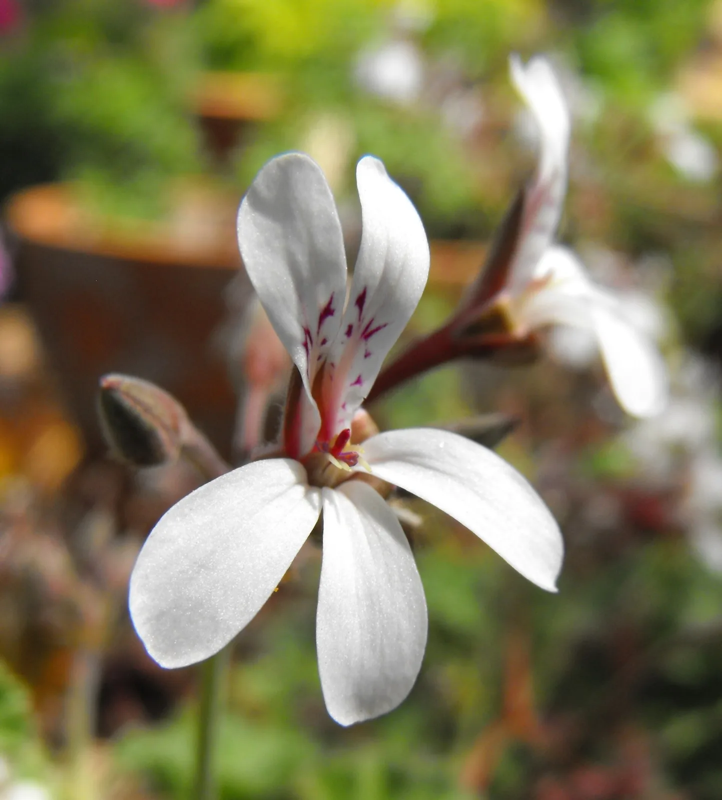 Pelargonium fragrans