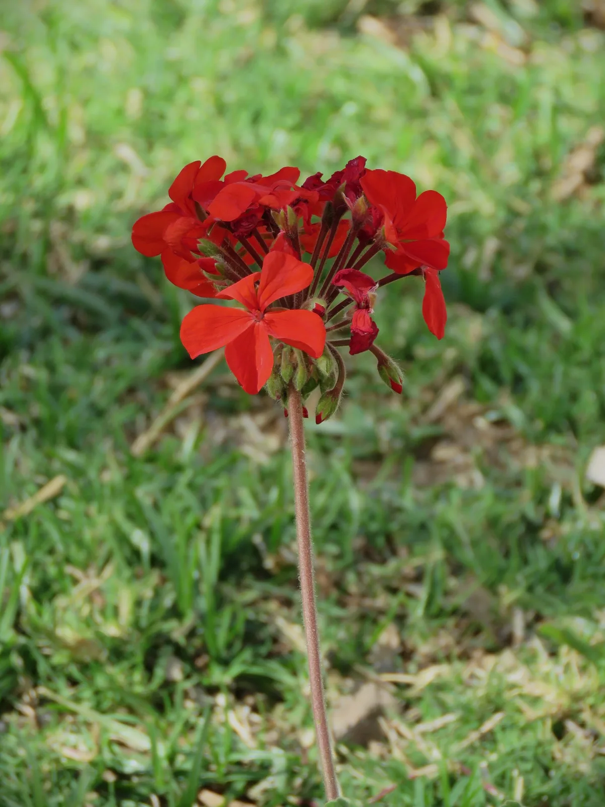 Pelargonium inquinans