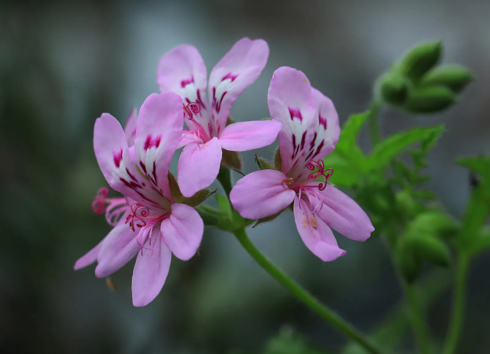 Pelargonium radens