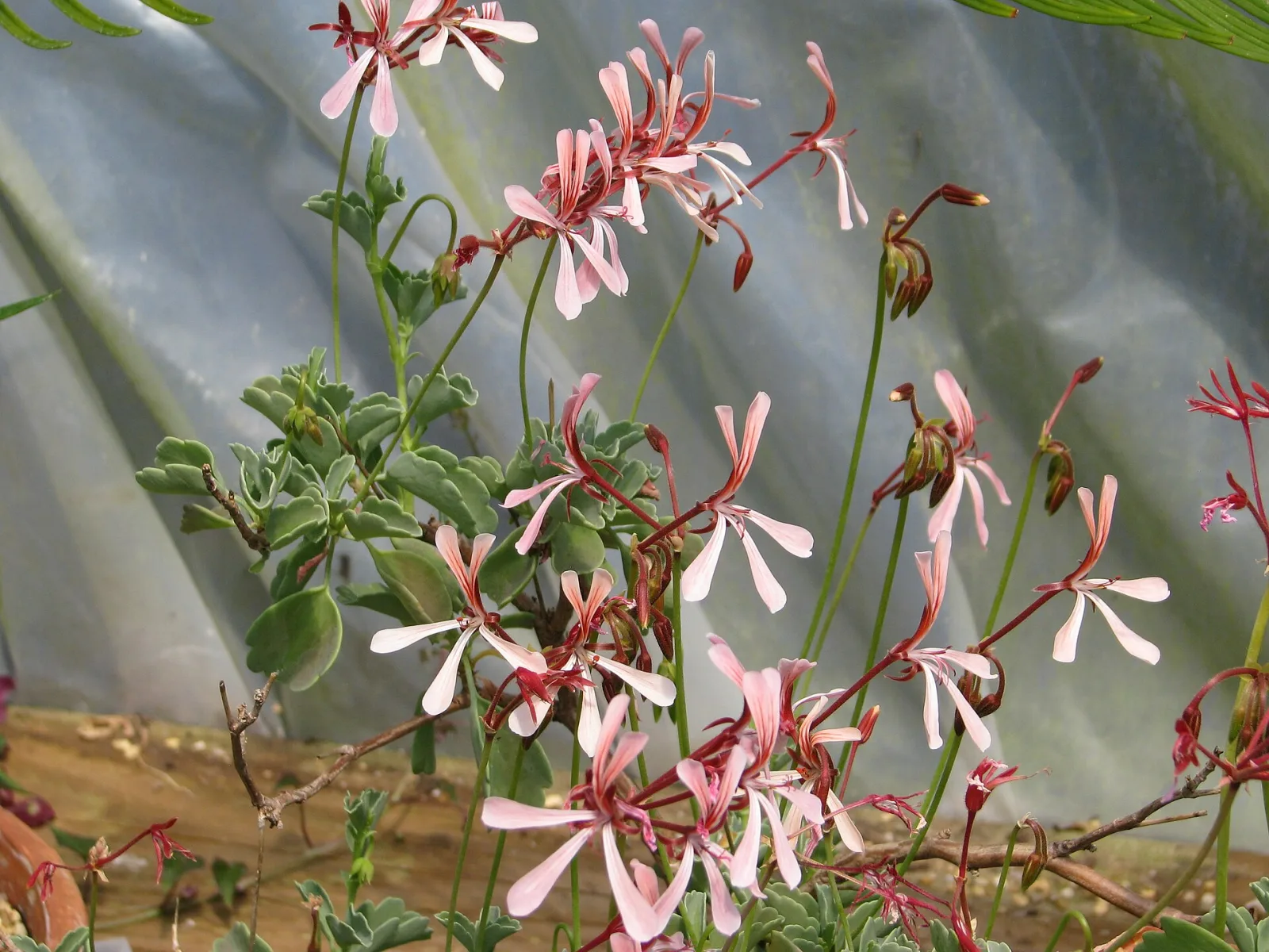Pelargonium acetosum