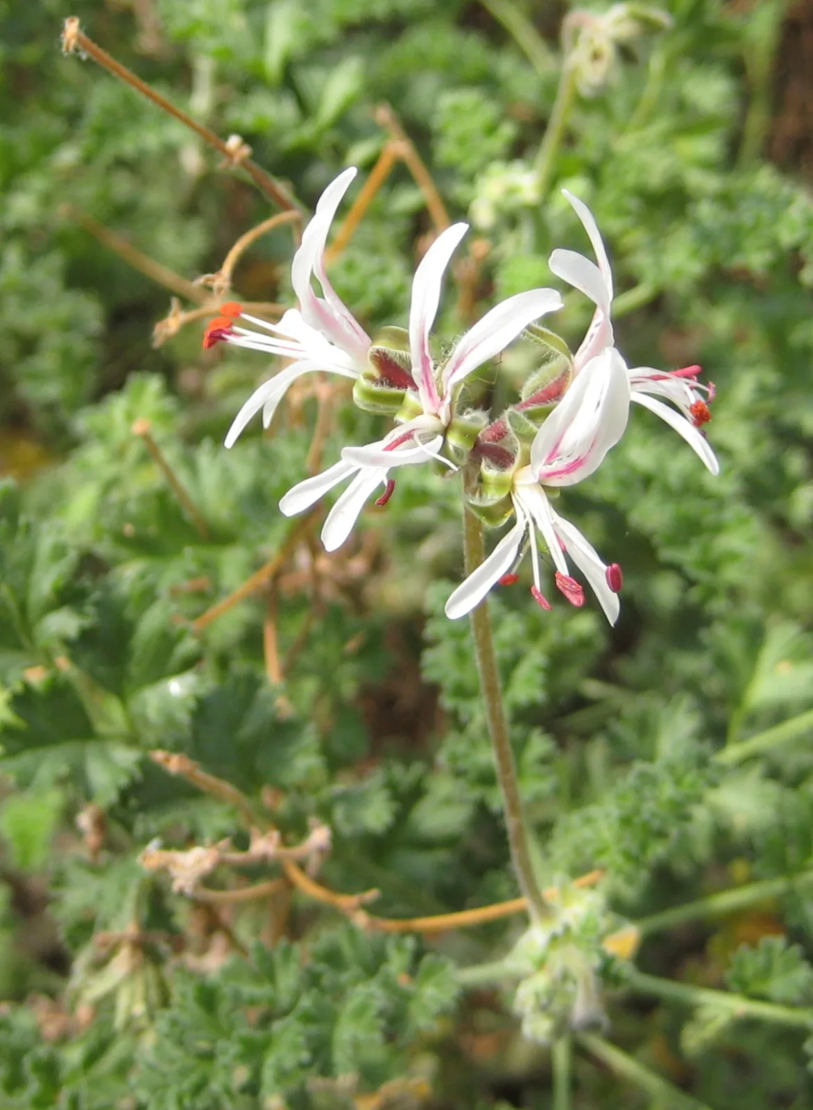 Pelargonium alternans
