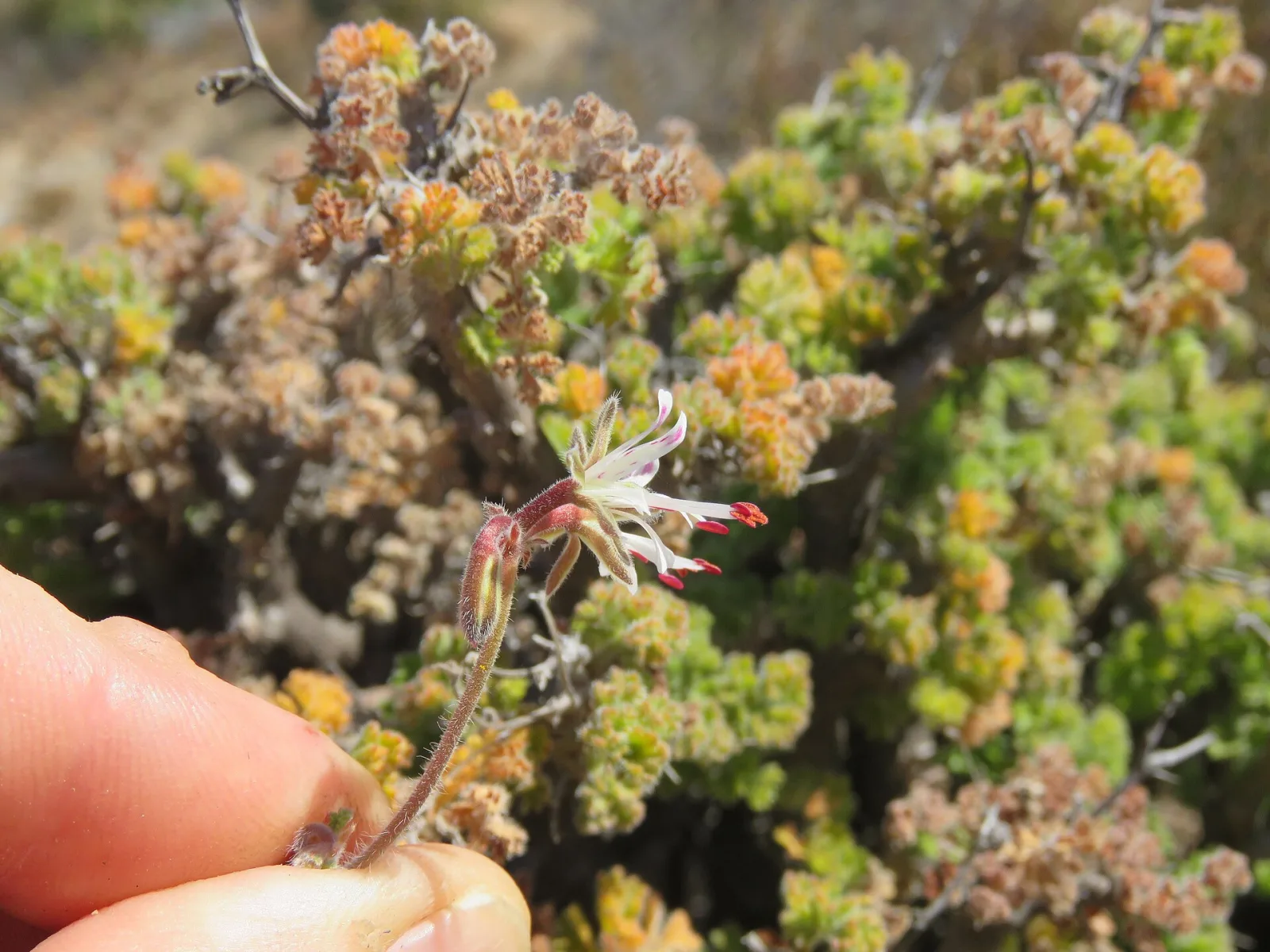 Pelargonium alternans