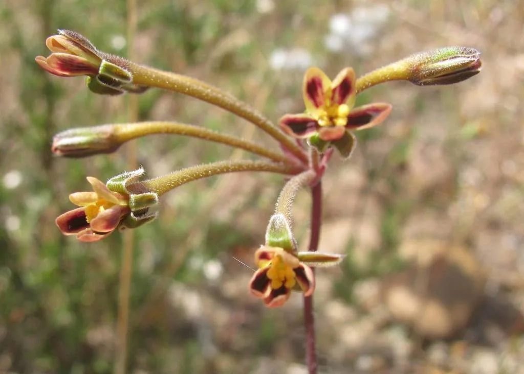 Pelargonium anethifolium