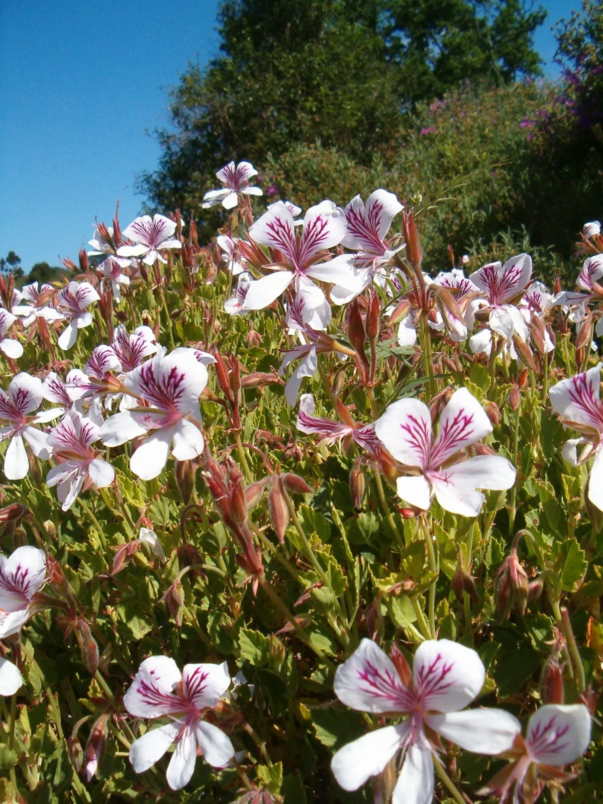 Pelargonium betulinum