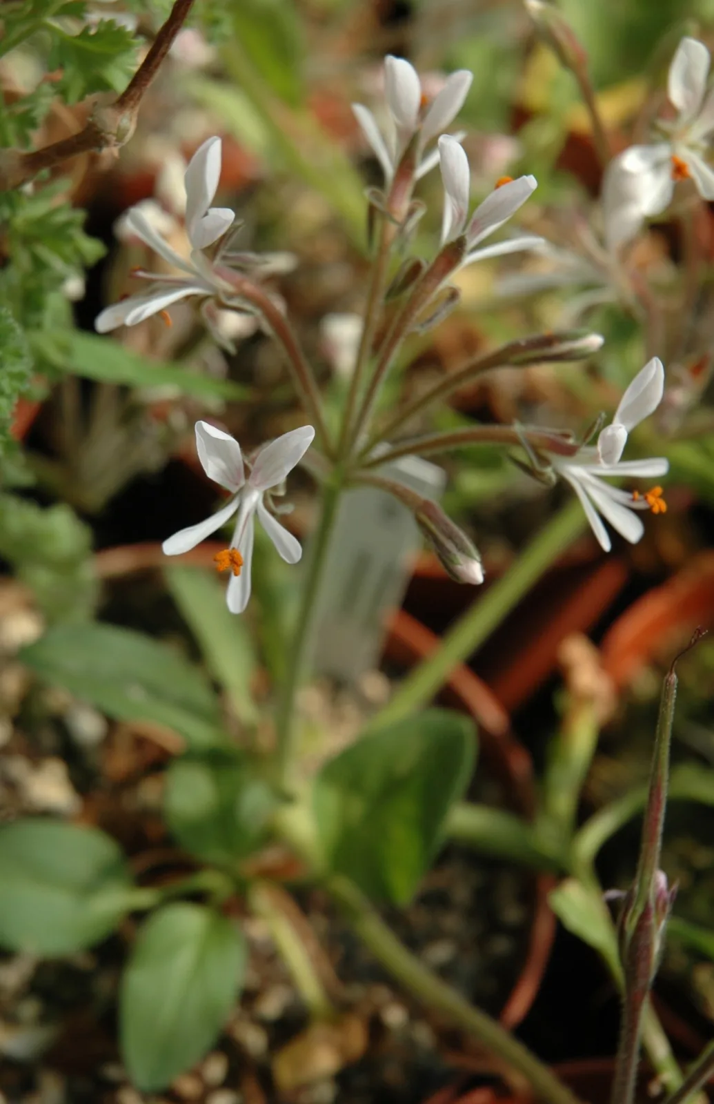 Pelargonium campestre