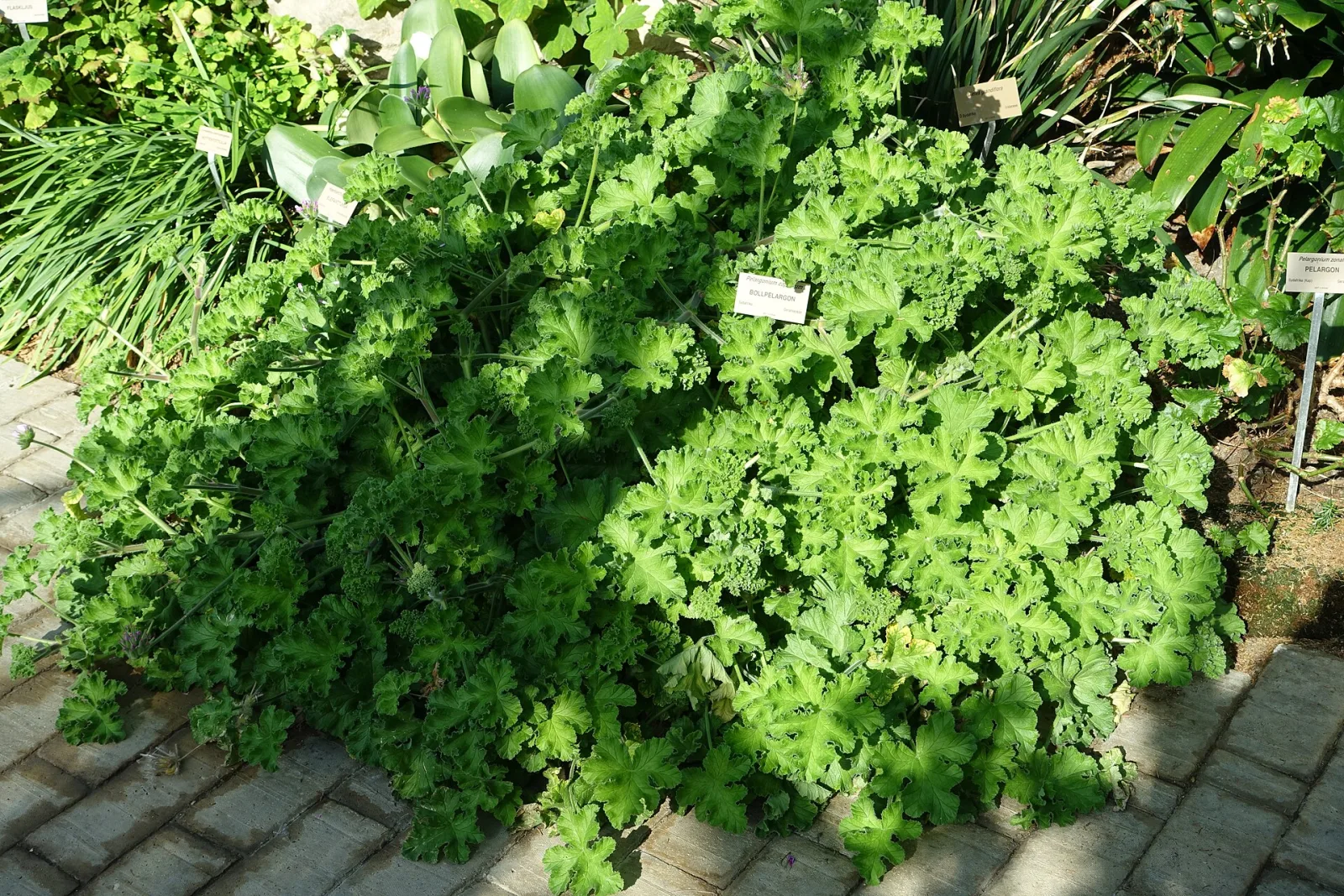 Pelargonium capitatum