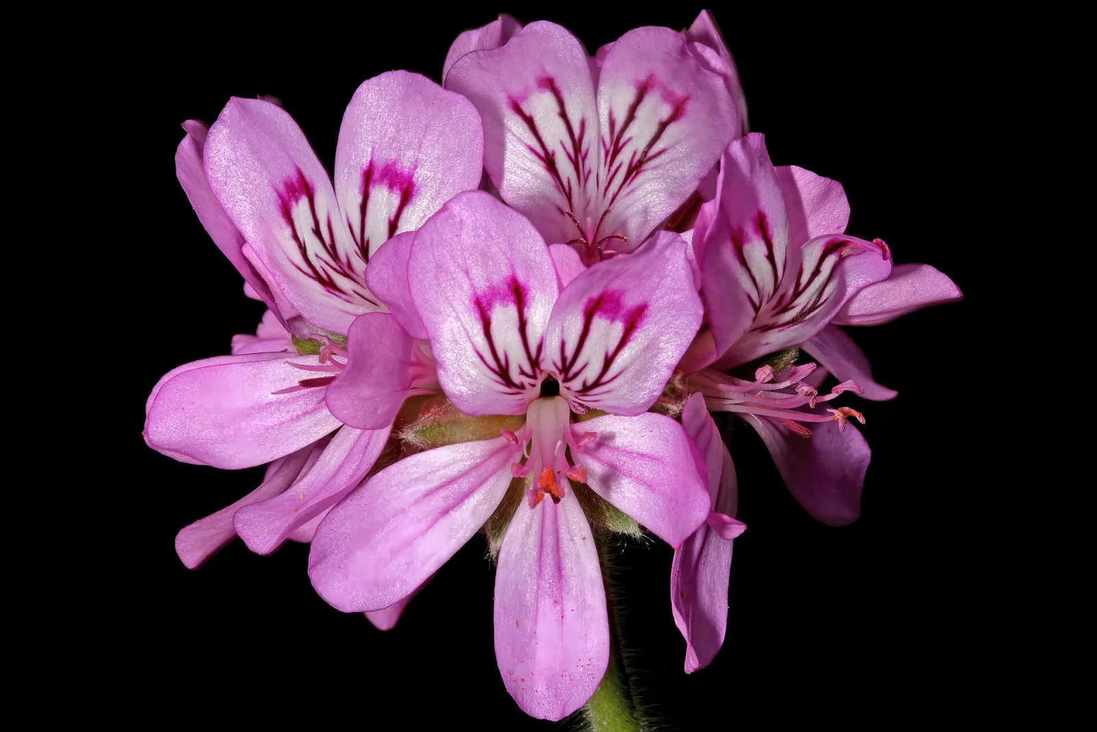 Pelargonium capitatum