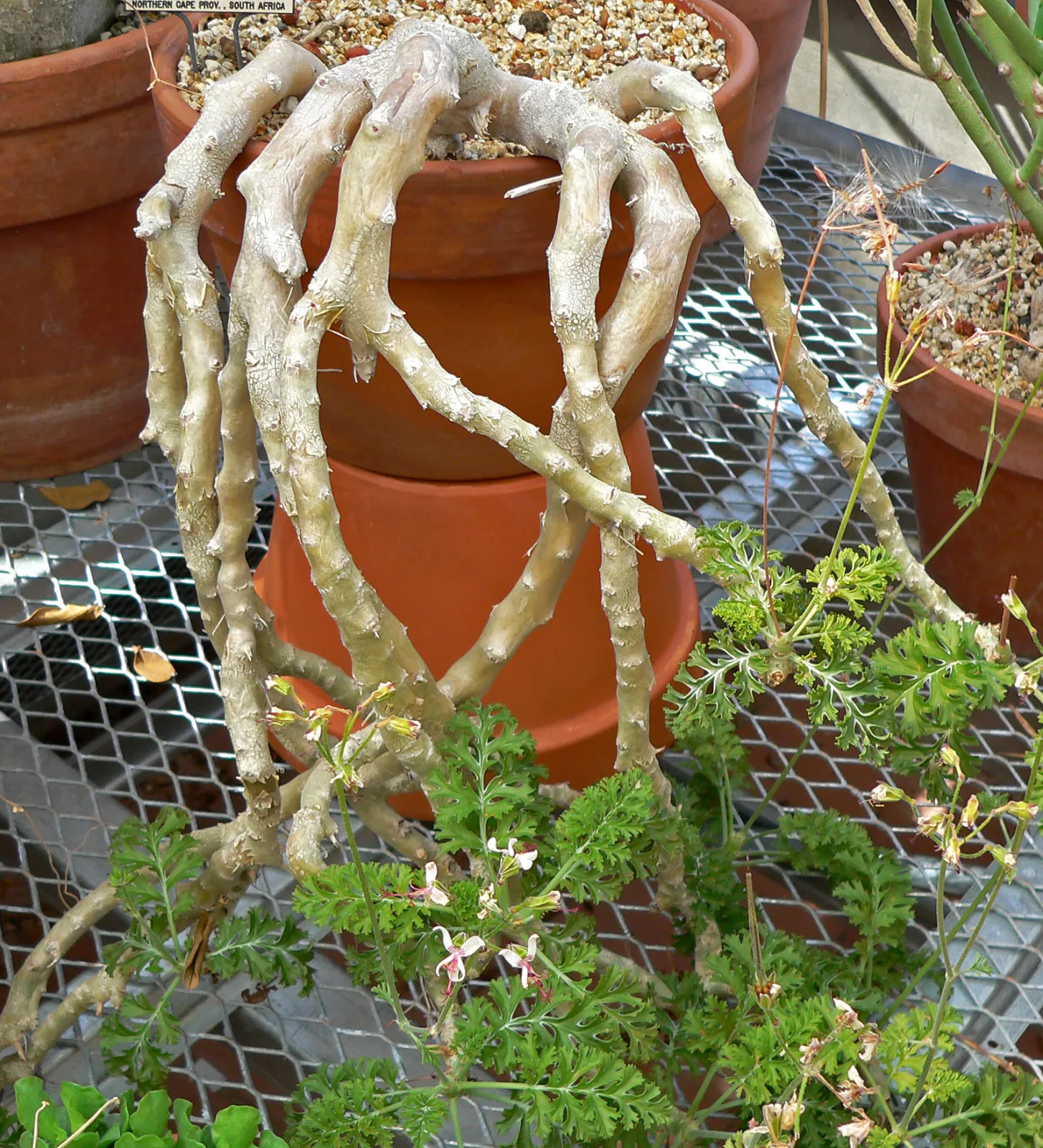 Pelargonium carnosum