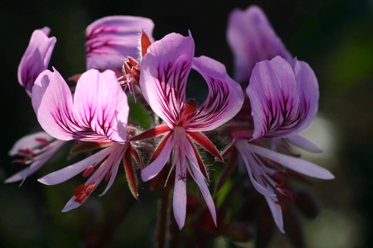 Pelargonium cordifolium