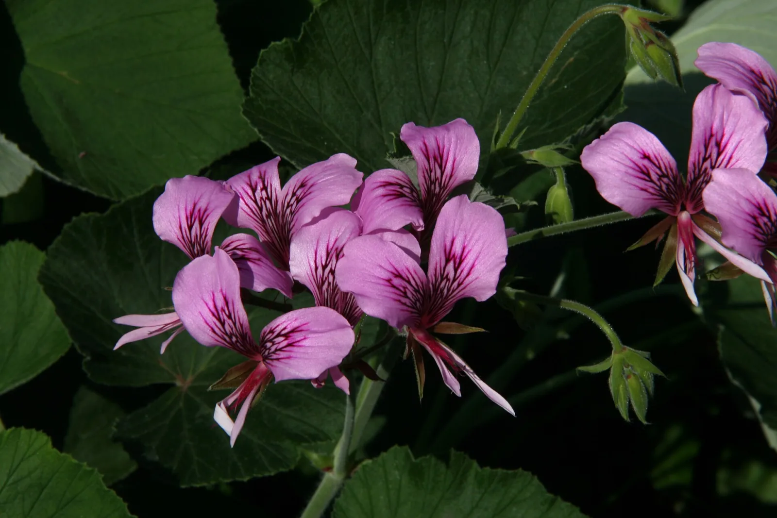 Pelargonium cordifolium
