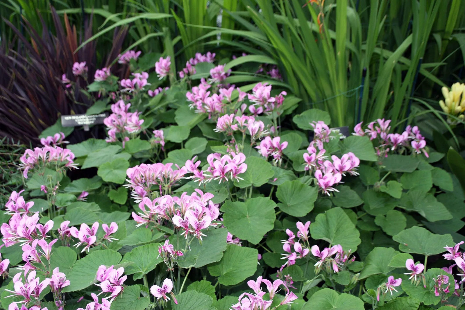 Pelargonium cordifolium