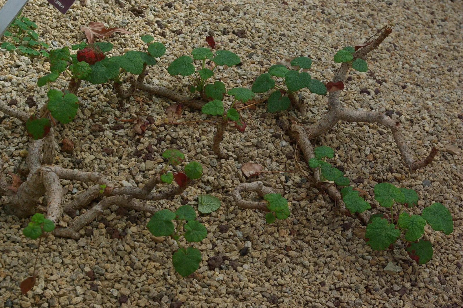 Pelargonium cotyledonis