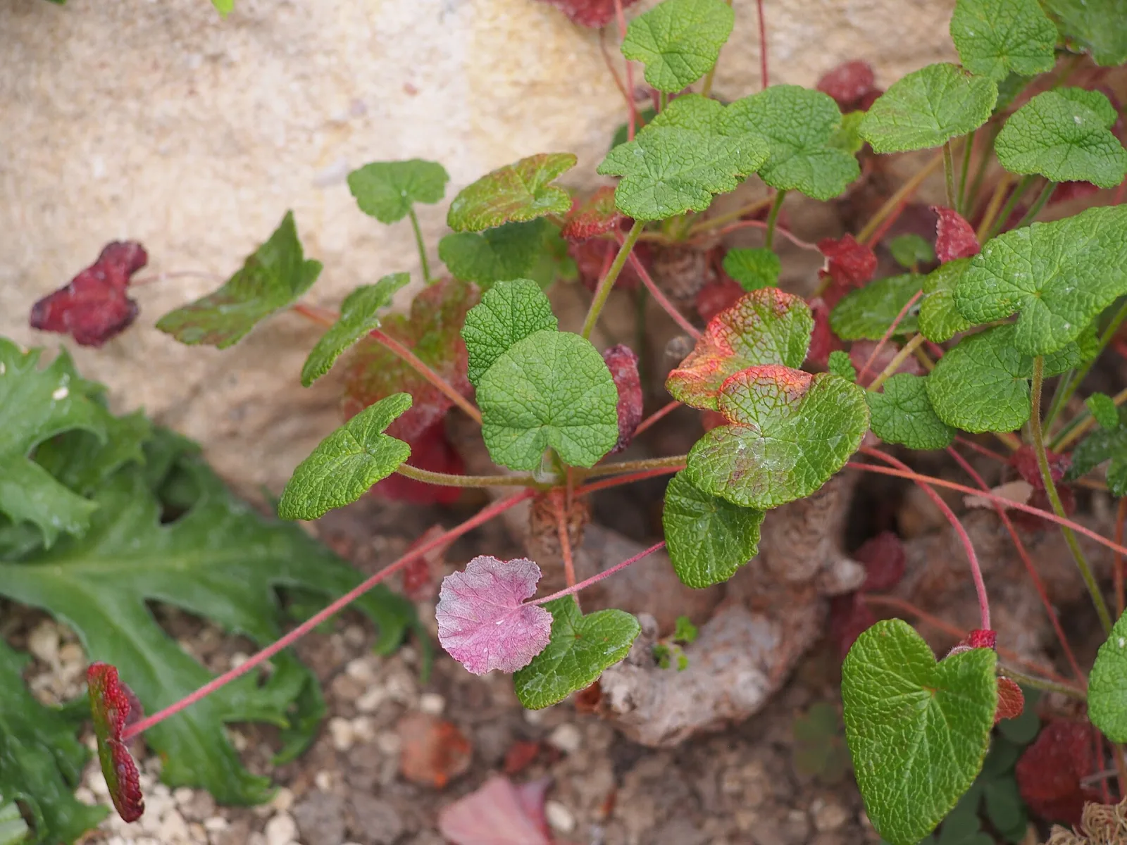 Pelargonium cotyledonis