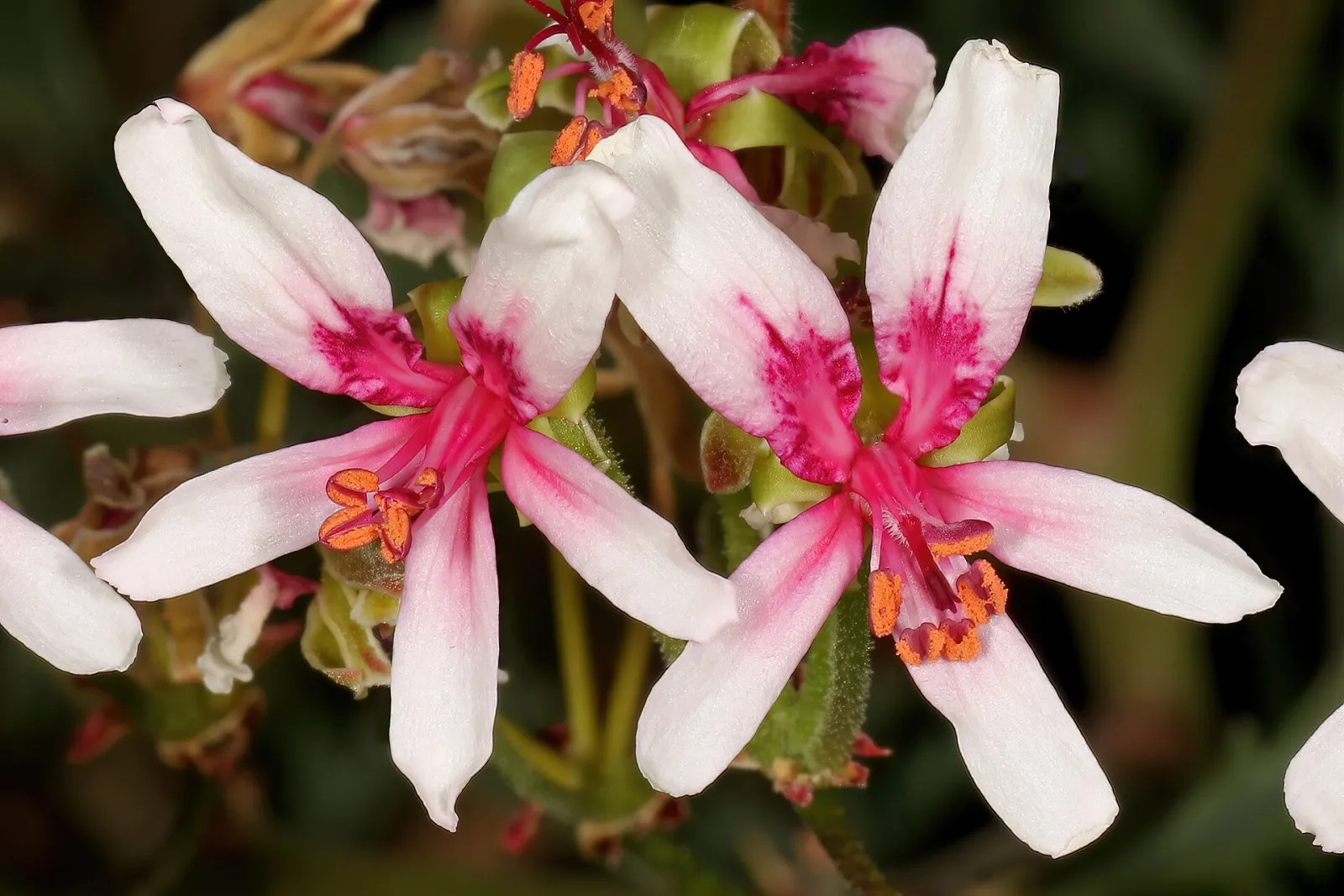 Pelargonium crithmifolium