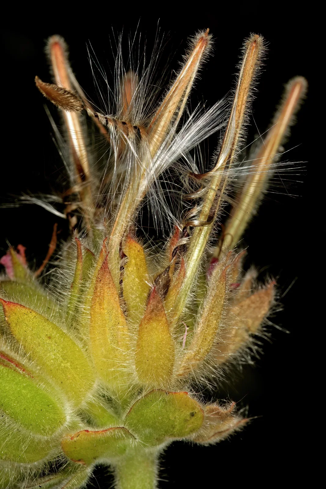 Pelargonium cucullatum