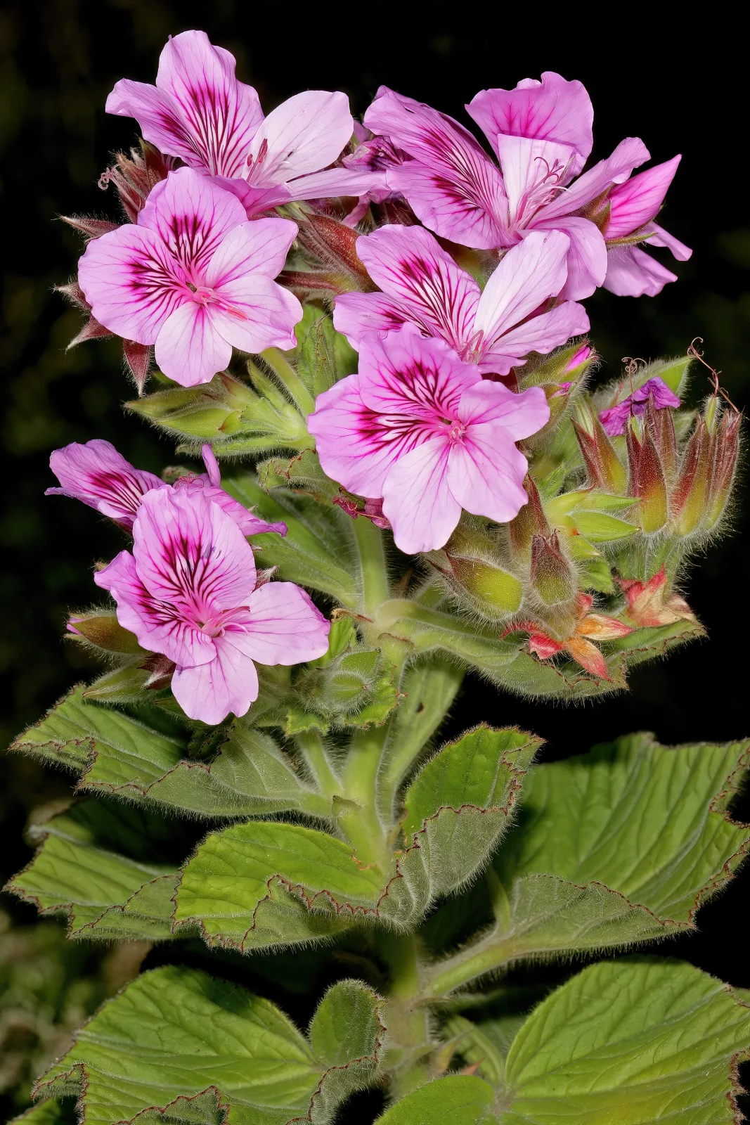 Pelargonium cucullatum