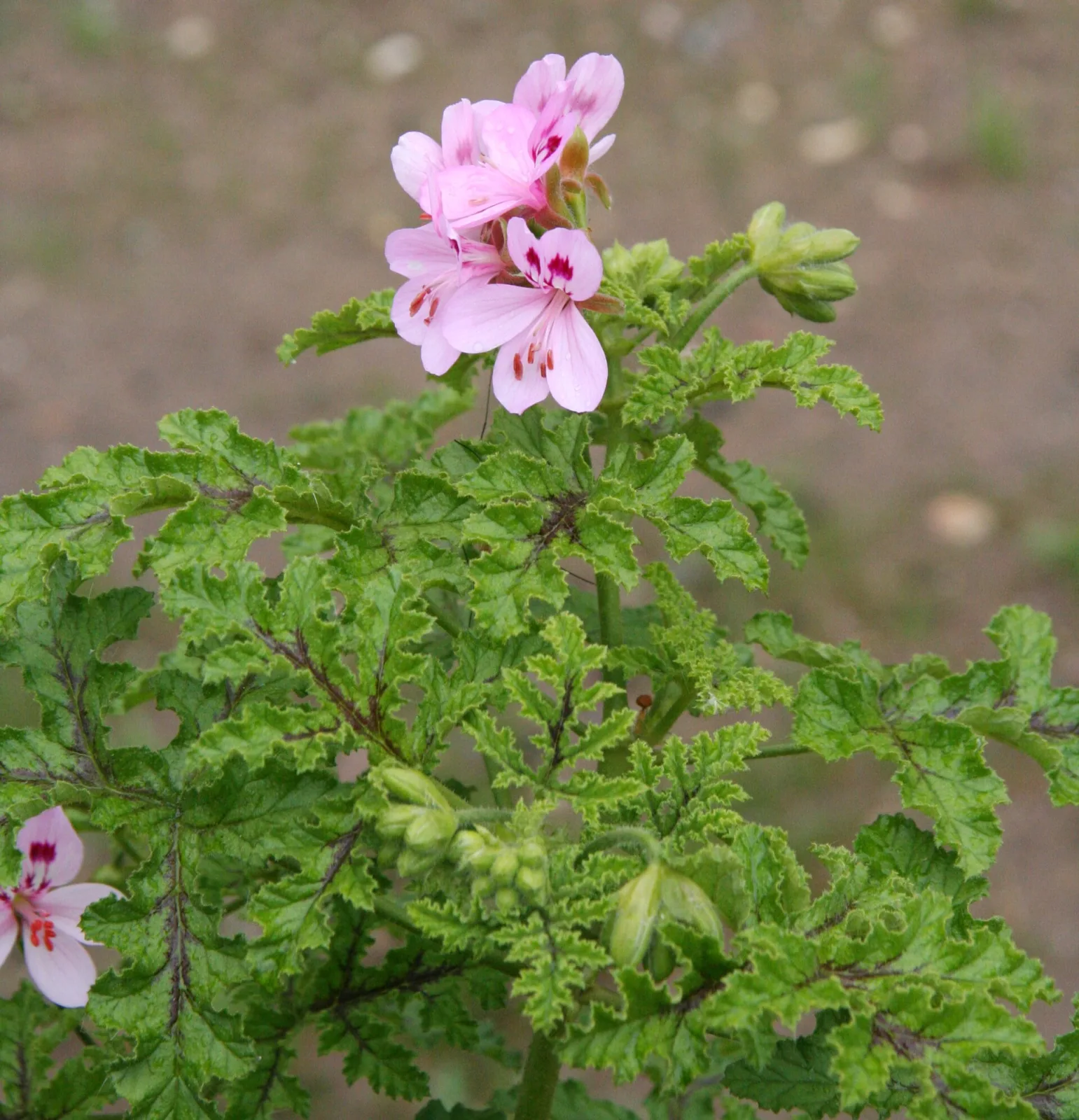 Pelargonium glutinosum